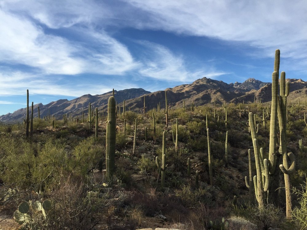 Best Things To Do in Tucson, Arizona